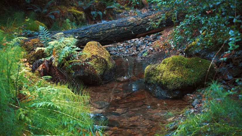 Rain sounds | stream/creek through a forest on a rainy day for deep relaxing sleep