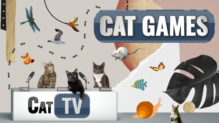 Cat Games | Ultimate Cat TV Compilation Vol 16 | 2 HOURS 🐝🐞🦋🦎🦜🐜🐭🧵