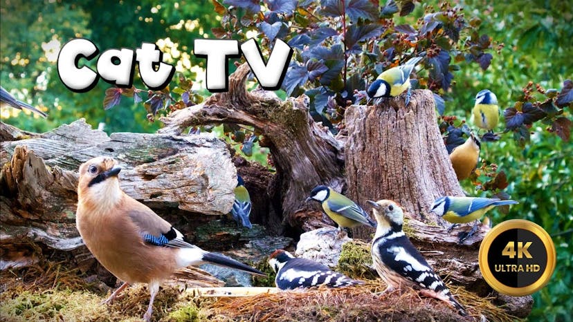 Cat TV for Cats to Watch 🐈 - BIRDS ARE FRIENDS🐦‍⬛ (4K)