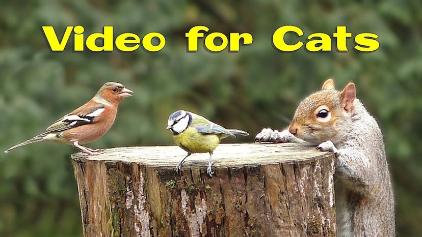 Videos for Cats and Dogs : 8 Hours of Birds and Squirrel Fun ✅
